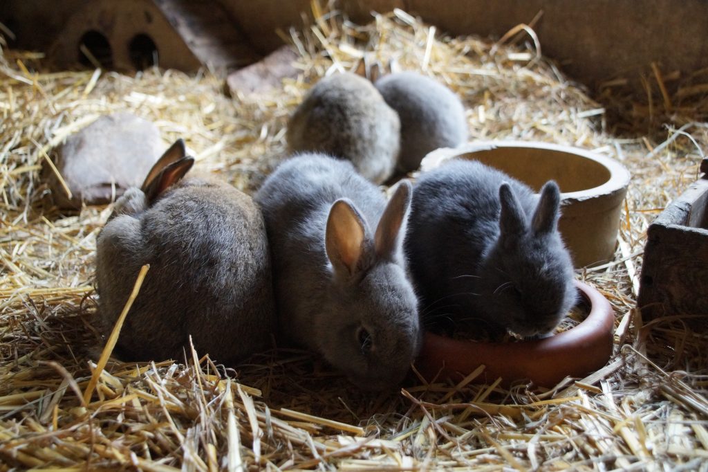 Kaninchen im Streichelzoo