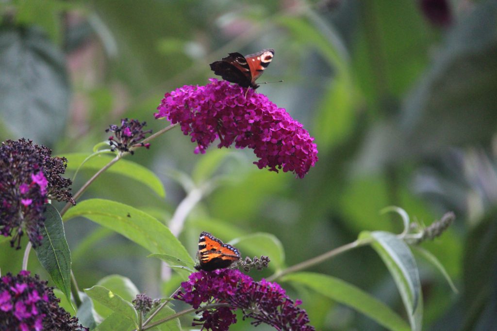 Schmetterling im Garten auf Blüte