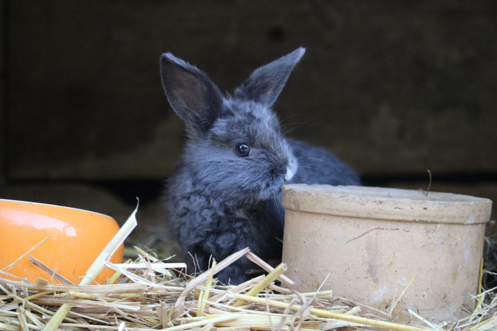 Kaninchen guckt neugierig aus dem Stall