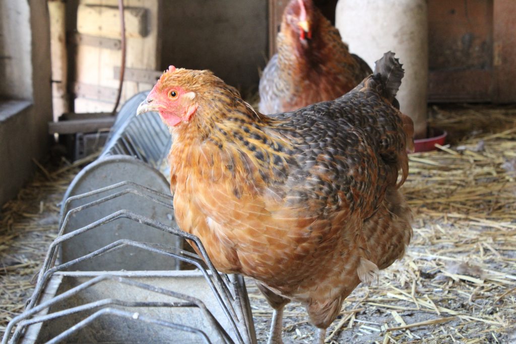 Huhn im Hühnerstall